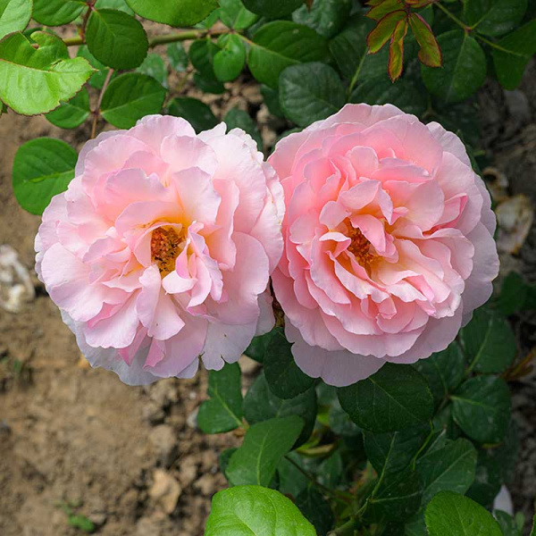 Роза Флорибунда Кремоза Садовита