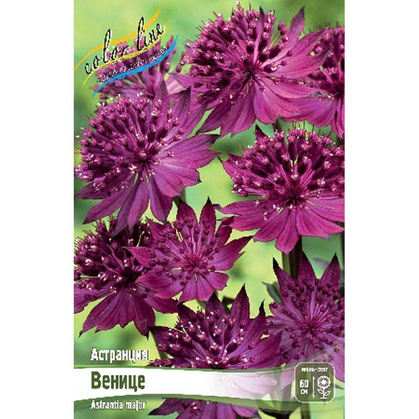 Астранция Венице I 1 шт