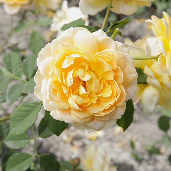 Роза шраб (английская) Голден Селебрейшн Садовита