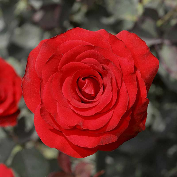 Роза чайно-гибридная Рэд Наоми Садовита