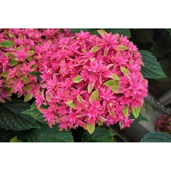 Гортензия Крупнолистовая Принцесса Диана P9