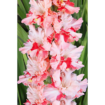Гладиолус Улыбка До Ушей 8/10 5 шт, Садовита 