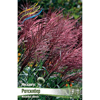 8258 Биг-Пак Мискантус Ротсилбер 2/3 25 шт