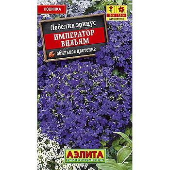 Лобелия Император Вильям Аэлита Ц 