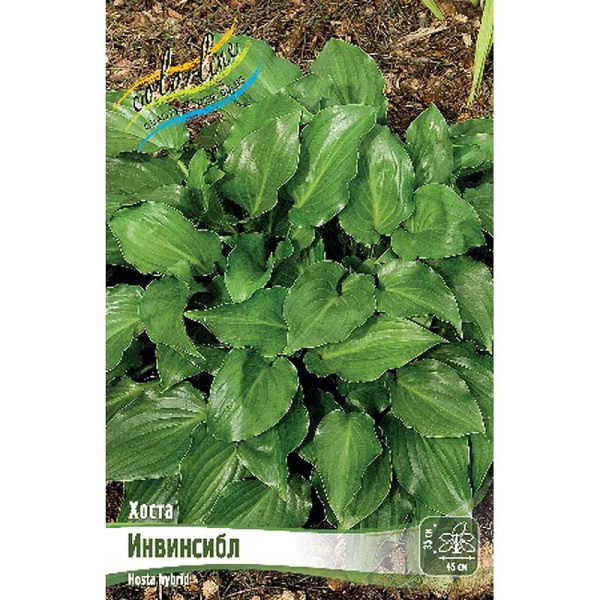 Хоста Инвинсибл 1 n 1 шт