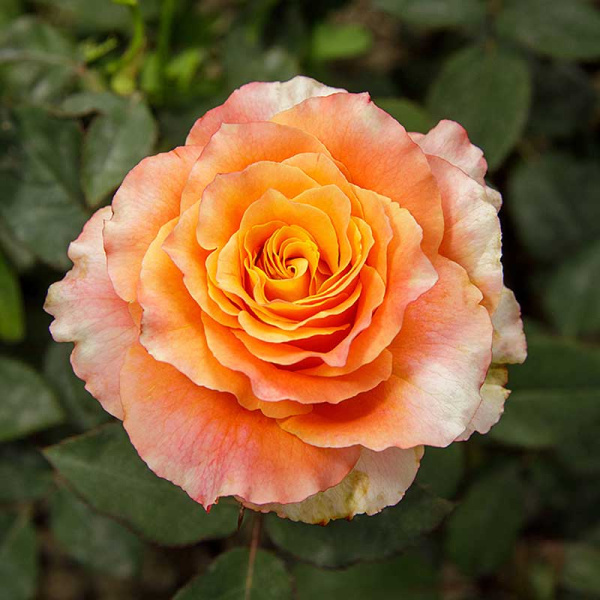 Роза чайно-гибридная Фри спирит Садовита