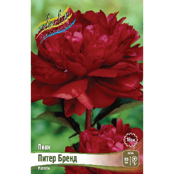 Пион Питер Бренд 2/3 n 15 шт Биг-пак 8012