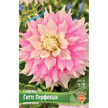 Георгина Гиттс Перфекшн I 15 шт Шоу-бокс 8904
