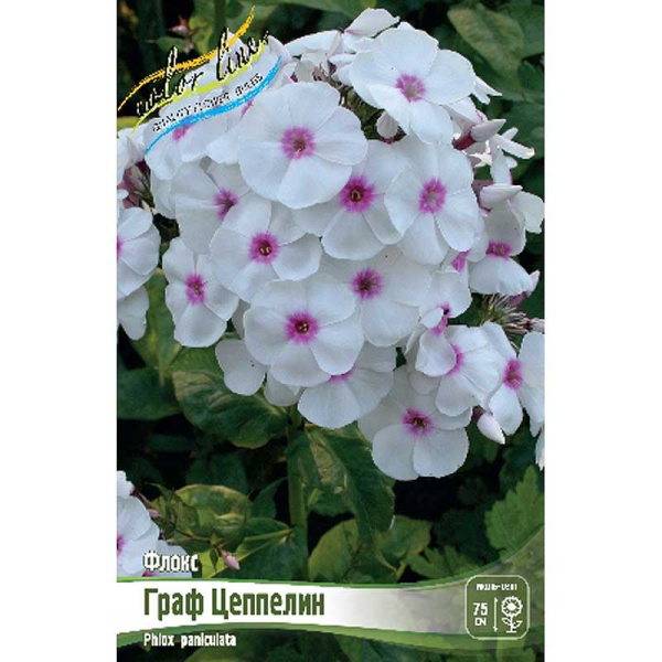 8077 Биг-Пак Флокс Граф Цеппелин I 25 шт