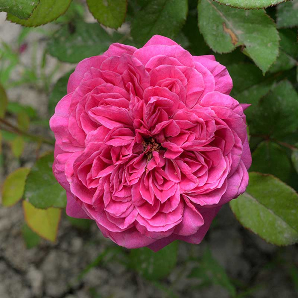 Роза Флорибунда Гектор Садовита