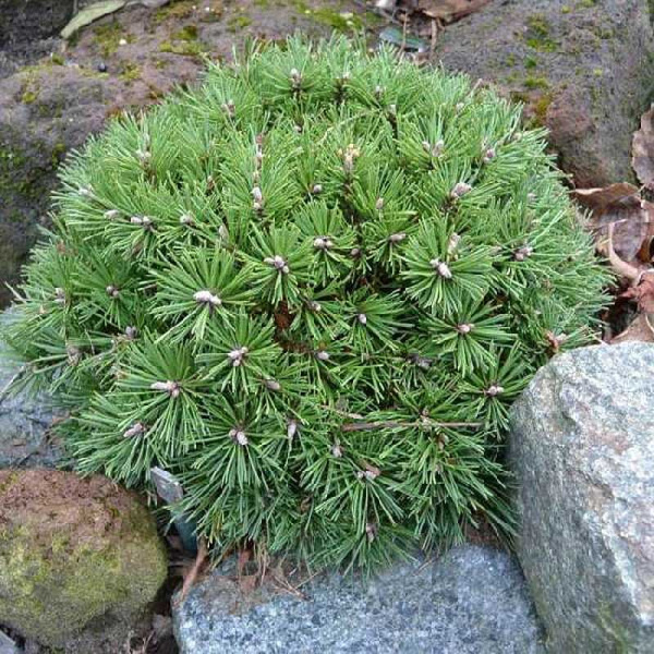 Сосна Горная Бенджамин C5 штамб 60cm шт