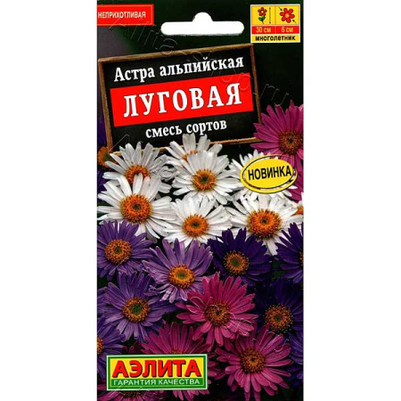 Астра альпийская Луговая Аэлита Ц 