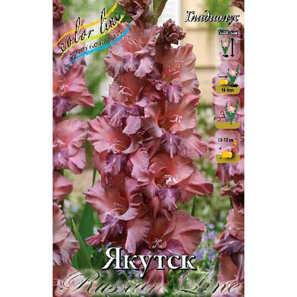 Гладиолус Якутск 12/14 7 шт