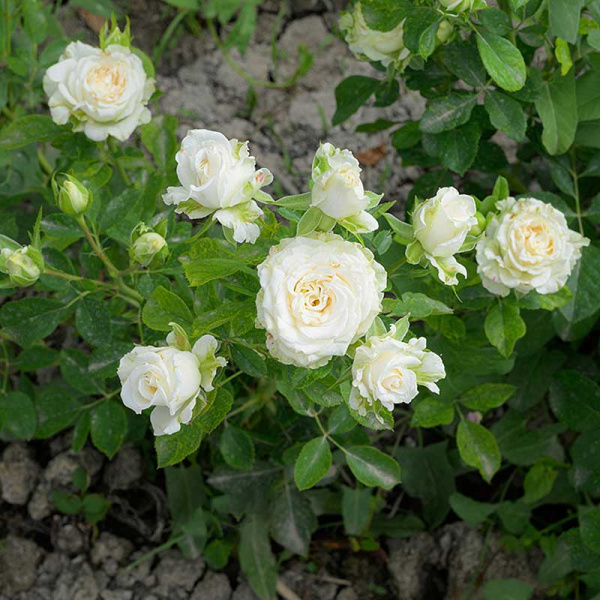 Роза Спрей Уайт Бомбастик Садовита