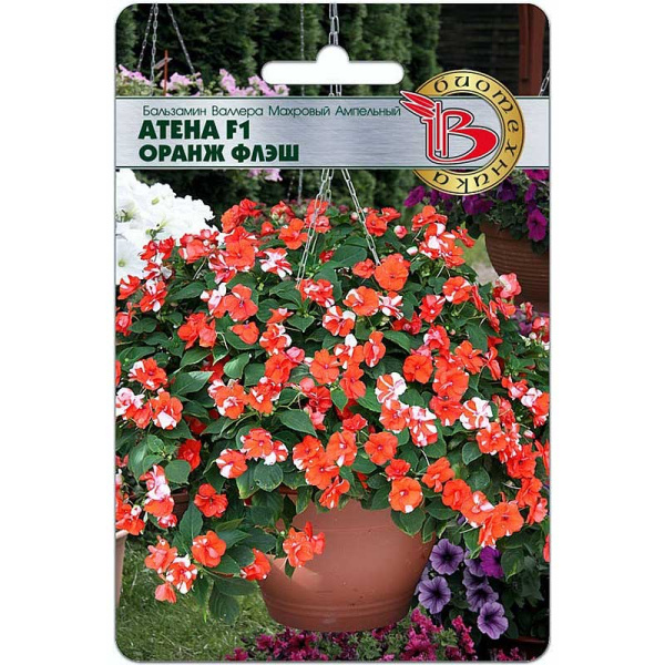 Бальзамин Валлера Атена Оранж Флеш Биотехника Ц 