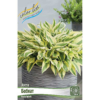 Хоста Бобкат 1 n 25 шт Биг-пак 9383