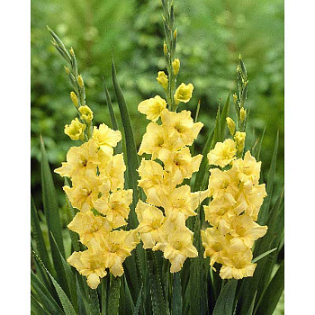 Гладиолус Желтый 10/12 10 шт 