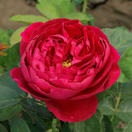 Роза шраб Бенджамин Бриттен (английская) Садовита