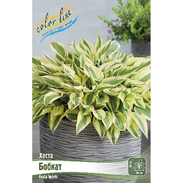 Хоста Бобкат 1 n 25 шт Биг-пак 9383
