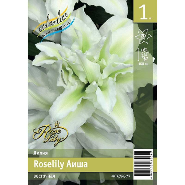Лилия Roselily Аиша 12/14 1 Эконом шт 