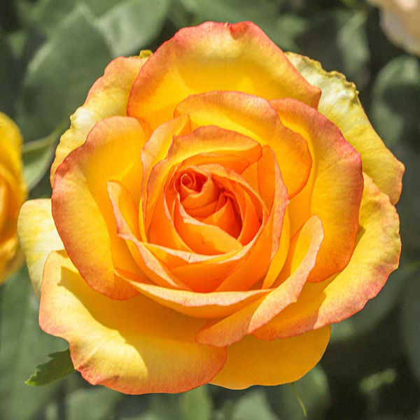 Роза чайно-гибридная Сальвадор Садовита