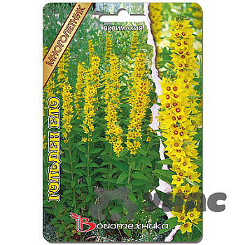 Лизимахия Голден Ело Биотехника Цх10 