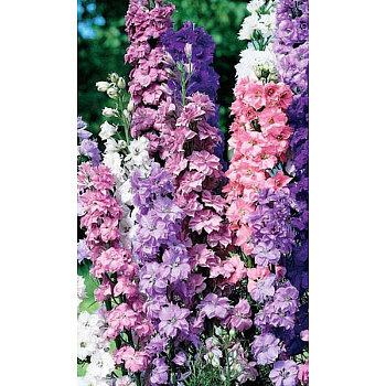 Дельфиниум Гигантская смесь УУ Марс Ц 