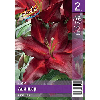 Лилия Авиньер 12/14 2 Эконом шт 