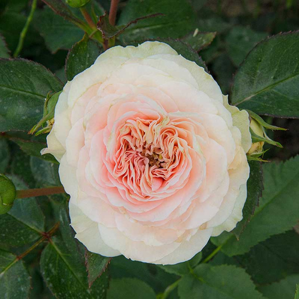 Роза флорибунда Пастелла Садовита