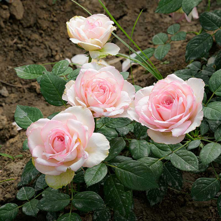 Роза чайно-гибридная Бидермейер гарден Садовита