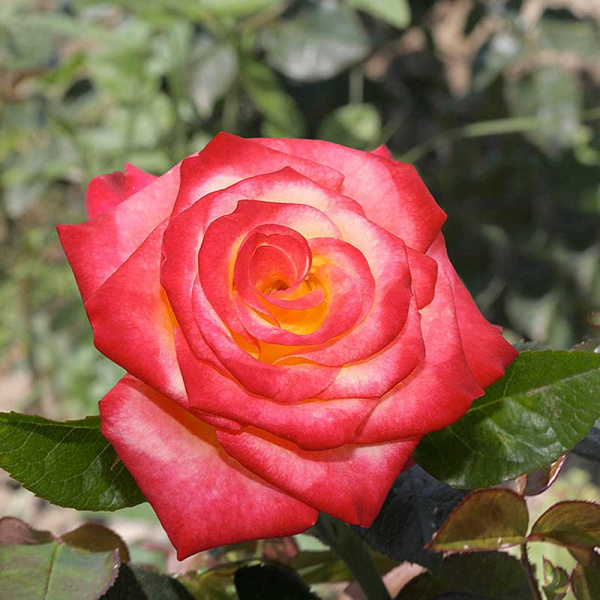 Роза флорибунда Тутти Фрутти Садовита