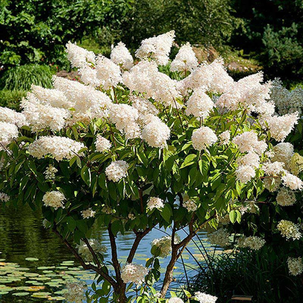 Гортензия древовидная Грандифлора Р9 шт Садовита