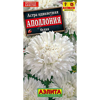Астра Аполлония белая Аэлита Ц 