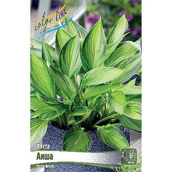 Хоста Аиша 1 n 1 шт
