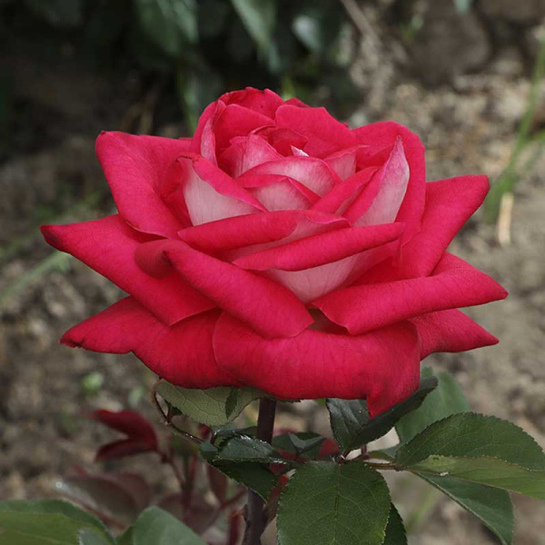 Роза чайно-гибридная Акапелла Садовита