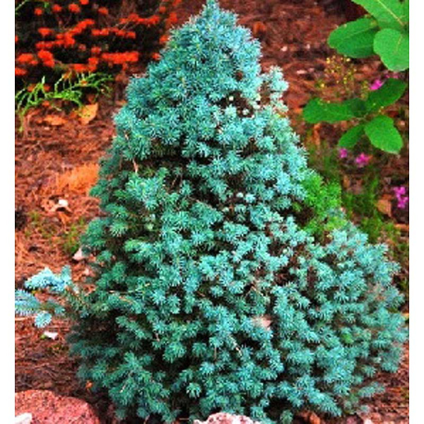 Ель Канадская Коника Блю С3 30-40cm