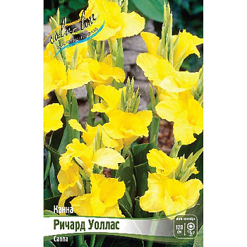 Канна (Зелен) Ричард Уоллас I 1 шт