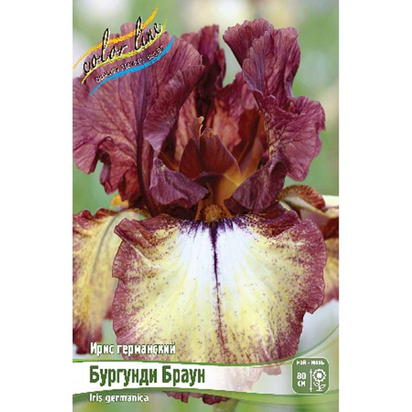 Ирис Германский Бургунди Браун I 1 шт