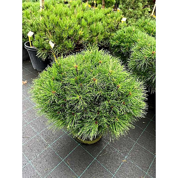 15877 Сосна Черная Бенелюкс C1.5 ,шт