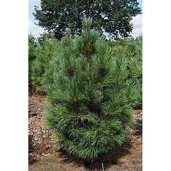 Сосна Кедровая Видовая Норма P9