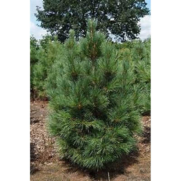 Сосна Кедровая Видовая Норма P9