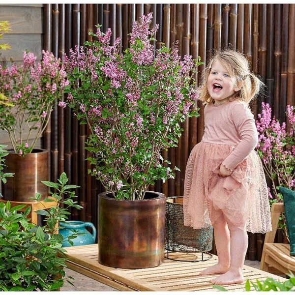 Сирень Литтл Рози ("Энни200816") C2