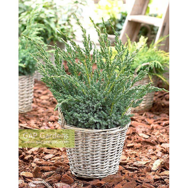 Можжевельник Чешуйчатый Блю Компакт C2