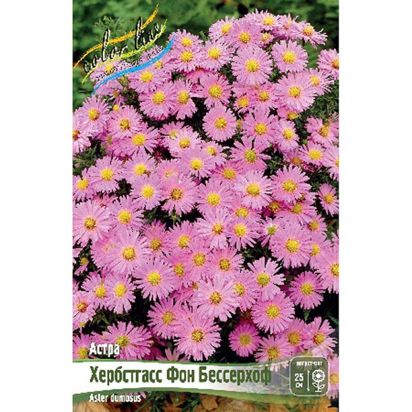 8298 Биг-Пак Астра Хербстгасс Фон Бессерхоф I 25 шт