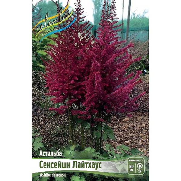 Астильба Сенсейшн Лайтхаус 2/3 n 25 шт Биг-пак 9306