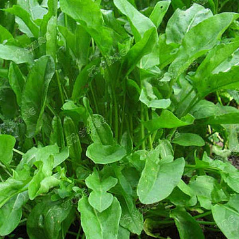 Щавель Бельвильсский Каприс