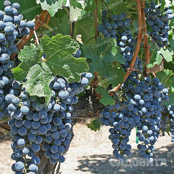 Виноград Триумф среднеранний Садовита