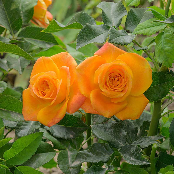 Роза спрей Топ Маркс Садовита