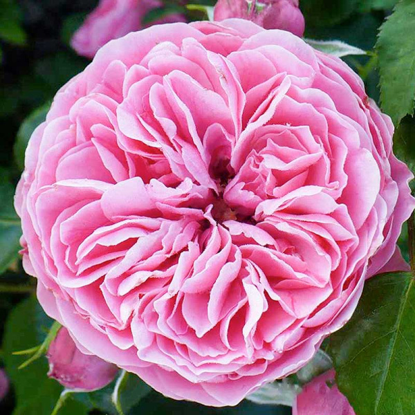 Роза плетистая Луис Одиер Садовита