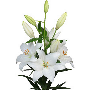 Лилия Совиньон Блан 12/14 7 шт 